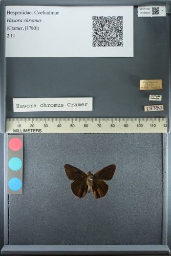 Media type: image;   Entomology 186699